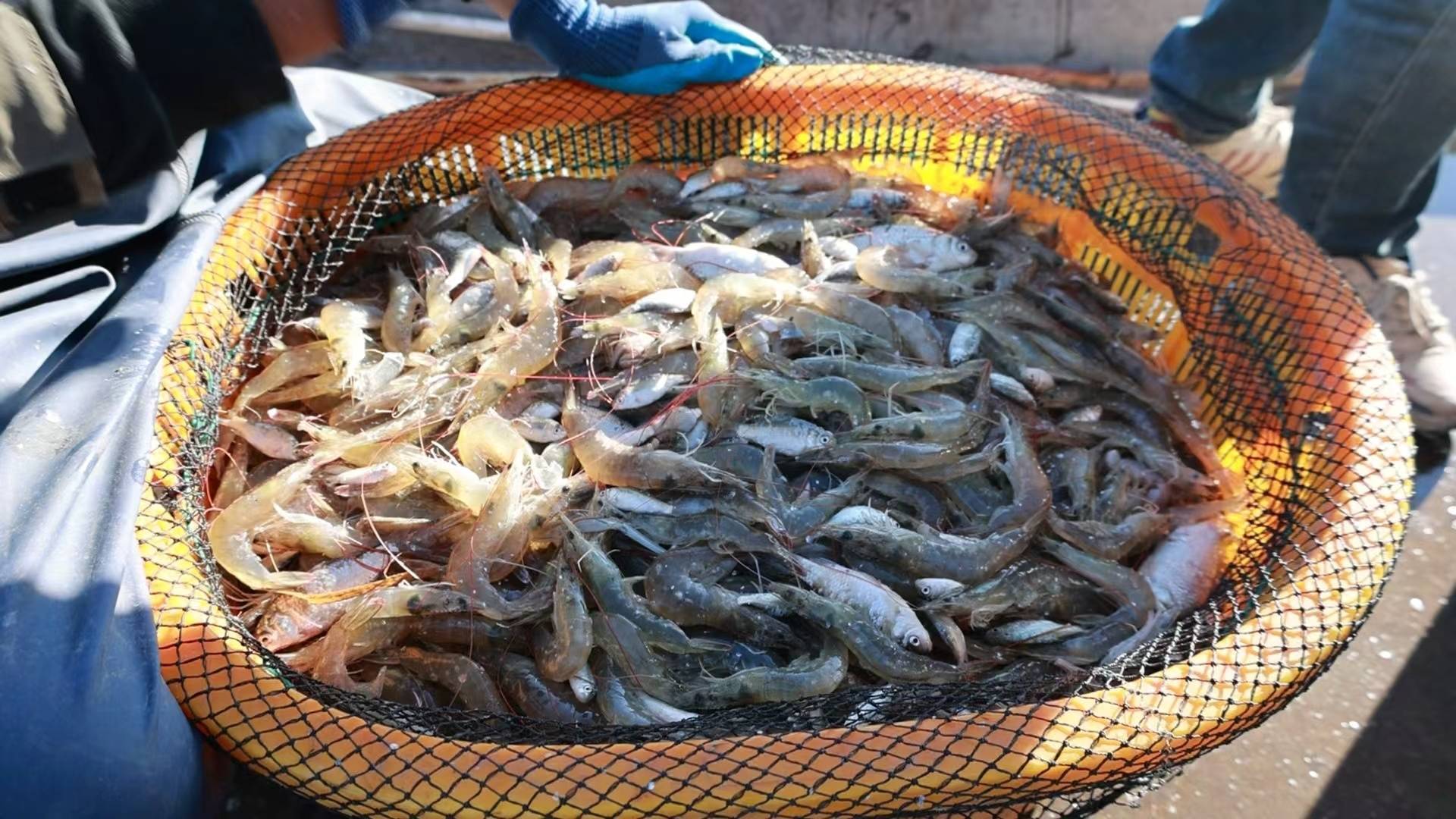收获超过10万斤！肇源填补我国冷水养海虾技术空白